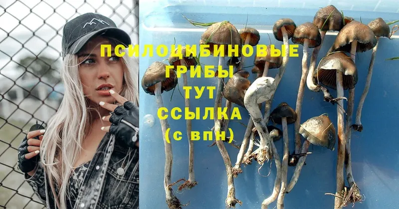 Псилоцибиновые грибы Psilocybe  Николаевск-на-Амуре 