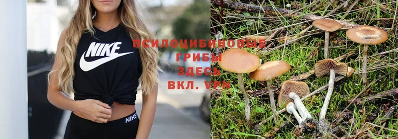 Псилоцибиновые грибы Psilocybe Николаевск-на-Амуре